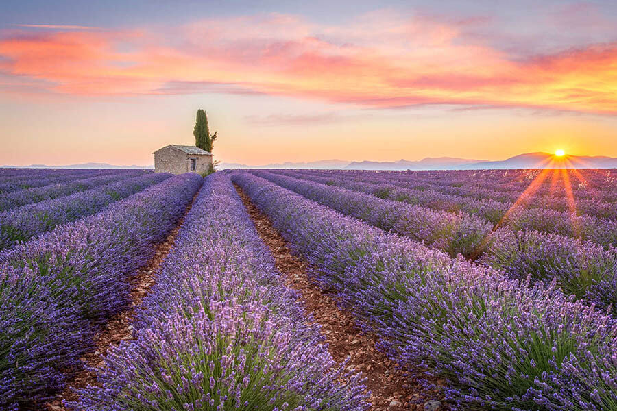 Lavender field at sunset in Provence